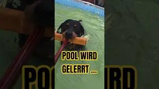 🚨😳 Papa leert den Pool – Ares ist dagegen!