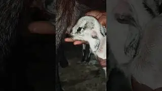 Bakra ghar mein laungi 🐐🦙#goat #shorts #ytshorts #viral