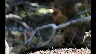 la projection d acide formique chez les fourmis des bois