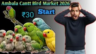 Cheapest Bird Market in Ambala Cantt 2026: Exotic Parrots Starting at [Price ₹30] #talkingparot 