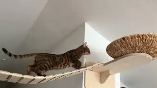 Lenny, Katzenm&ouml;bel Kletterparadies