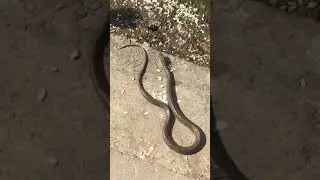 Snake found near Taudaha