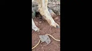 Treatment for hair loss in sheep and goat, external parasites treatment , telugu #kfarms.