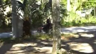 FLORIDA BOGGER 5