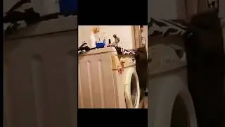 THIS IS HOW CATS DESTROY  EVERYTHING #cat #animal #shorts