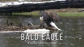 BALD EAGLE (Haliaeetus leucocephalus) 🦅