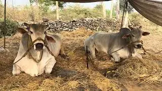 RK bulls (నరసింహ - లయన్ ) మొర్జంపాడు సీనియర్స్ 