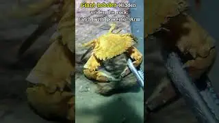 Catch Giant Lobster hide under the rock Ep1 #aquaticlife #fishkeepinghobby