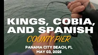 KING MACKEREL AND COBIA CAUGHT MOMENTS APART AT COUNTY PIER - PANAMA CITY BEACH, FL MAY 03, 2025. E1