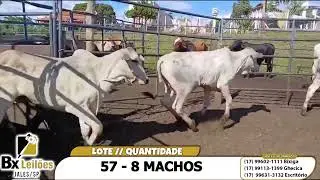 LOTE 57   8 MACHOS