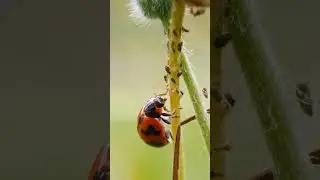 The beneficial insects that help us in our natural farming farming eat the harmful bugs