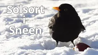 Solsort spiser &aelig;bler i sneen &ndash; dansk natur i vinterlys