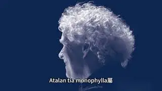 Atalantia monophylla：一種用於阿育吠陀醫學的藥用植物