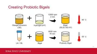 Incorporation of Bigels into Yogurt to Improve Probiotics Survival