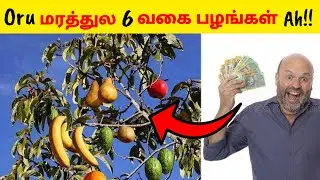 Oru மரத்துல 6 வகை பழங்கள்😱🔥 | Fruit Salad Tree | Infact tamil | Facts in Minutes #Shorts #Tamil