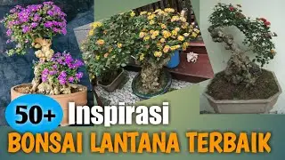 50+ Inspirasi Bonsai Lantana Terbaik, Juara dan Termahal di Kelasnya (Contoh Bonsai Lantana)