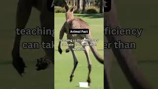 Why Do Kangaroos Hop? The Ultimate Energy-Saving Trick! 🦘🚀 #animals #facts