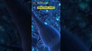Mind-Blowing: The Fastest Brain Signal Speed Uncovered! #shorts