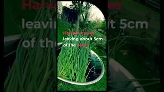 How To Oven Dry Chives for Long Term Use #gardening #gardeningtips ##homestead #homesteading