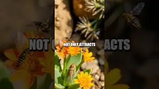The Dance of Mimicry: Succulent's Secret Alliance