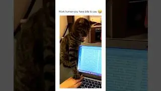 Cat doing cat things #cat #catshorts #shorts #silly #hoomans #catcommunity