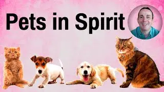 Animals in Spirit - Will You Meet Your Pets in Spirit ? Can Animals Communicate Through a Medium?