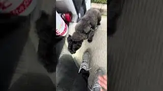 #dream #bestjobever #dog #dogs #dogshorts #shortsfeed #shortsviral #shortvideo #shorts #yt #dogbus