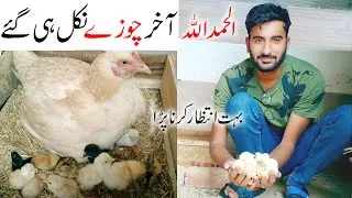 My chicken Hatched Cute Chicks||Broody Chicken Care Her Chicks in Summer weather||Chicks Care