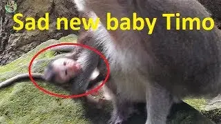 Pitiful new baby Timo cry loudly got mom Tima weaning | Why Mom Tima weaning her tiny baby Timo? |