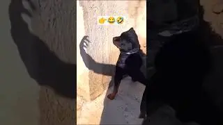 Dog Scared of His Own Shadow 😂 | Shadow Fight