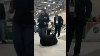 Сравнение кобелей открытого класса KOCOS-KINCSEM EBEN и MATTHIAS REX KIRAY,