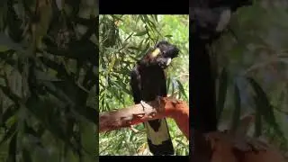 The red-tailed black cockatoo is a large black cockatoo native to Australia
