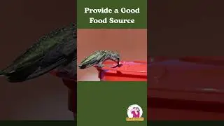 3 Tips for Attracting Hummingbirds