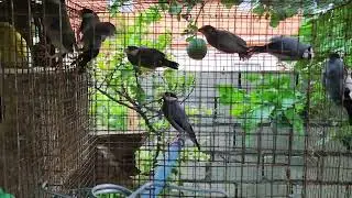 Reproducción de Alondras Aviario YJ.#aviario.