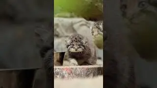 У манула Снежинки родились котята в Новосибирском зоопарке! #манул