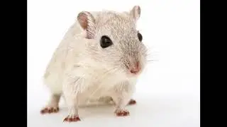 Gerbil Facts   Interesting Facts about Gerbil  Facts about Gerbil