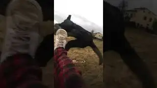 #animalsco #dog #animals