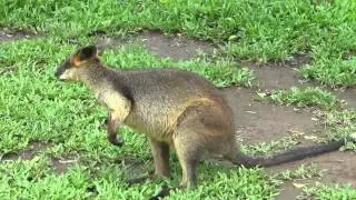 Lone Pine Koala Sanctuary