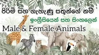 පිරිමි සහ ගැහැණු සතුන්ගේ නම් | ඉංග්&zwj;රීසියෙන් සහ සිංහලෙන් - Male And Female Animals Names