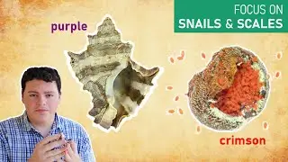 The Surprising Animal Origins of Ancient Dyes
