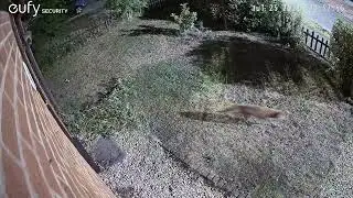 Fox Videos EufyCam S3 Pro 3 Security Camera Worcester, England 25th July 2025