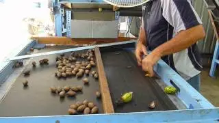 The Pecan Sorting machine