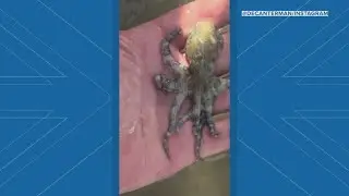 Tourist unknowingly handles one of the world&rsquo;s deadliest sea creatures