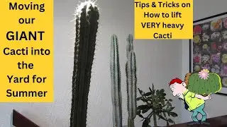 Moving GIANT Cactus Plants into the Yard for Summer | Tips & Tricks on How to lift VERY Heavy Cacti