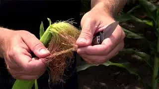 La fécondation et la pollinisation du maïs