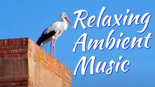 Relaxing Synth Ambient | Storks on morning rooftops
