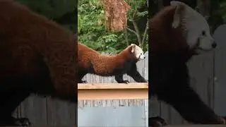 Red Panda Arboreal Lifestyle - Sequoia Park Zoo  #sciencefacts #animals #biology #californiacity