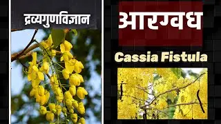 🌼 AARAGVADHA (आरग्वध) | Drug #2 | Dravyaguna Paper 2 | 97 Drugs Series | 2nd BAMS | Cassia fistula
