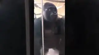 ГОРИЛЛа ВОЖаК вот это #опа🐒GORILLA LEADER biG a##ss 🐒