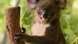 Step into a True Animal Adventure at WILD LIFE Hamilton Island